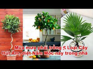 5 loai cay nen trong hut am diet nam cuc tot